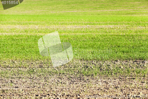 Image of young grass plants, close-up