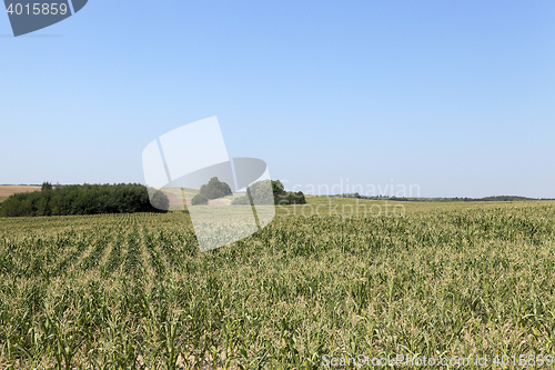 Image of Field of green corn