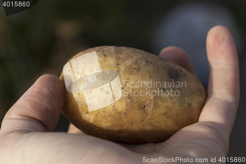 Image of Potatoes in hand