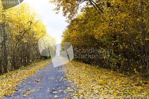 Image of autumn foliage and rural road,