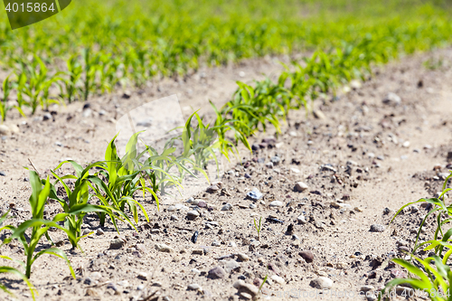 Image of Field of green corn