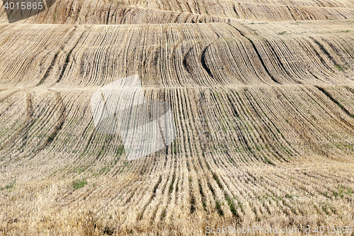 Image of agricultural field, cereals