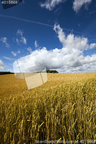 Image of ripe yellow cereals