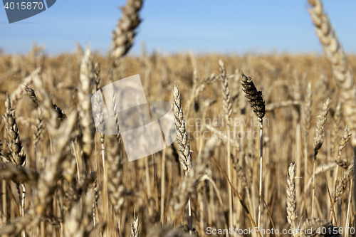 Image of farm field cereals