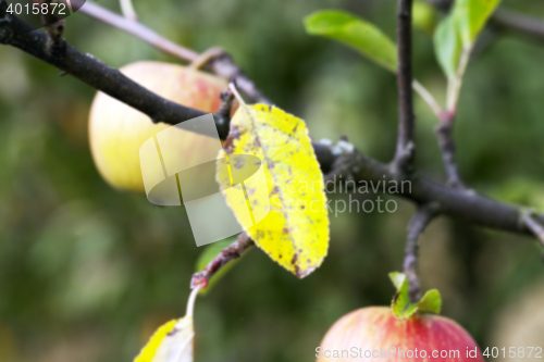 Image of Apple on a branch