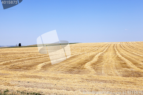 Image of farm field cereals