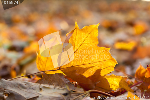 Image of autumn in the park