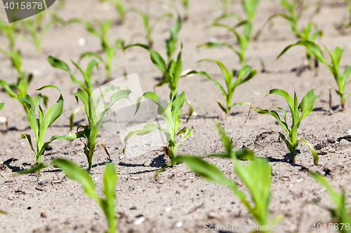 Image of corn field. close-up