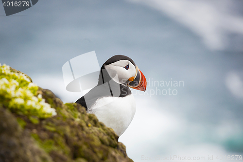 Image of Atlantic Puffin