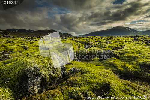 Image of Icelandic moss