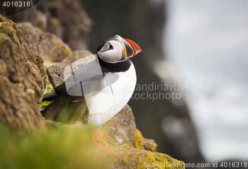 Image of Atlantic Puffin