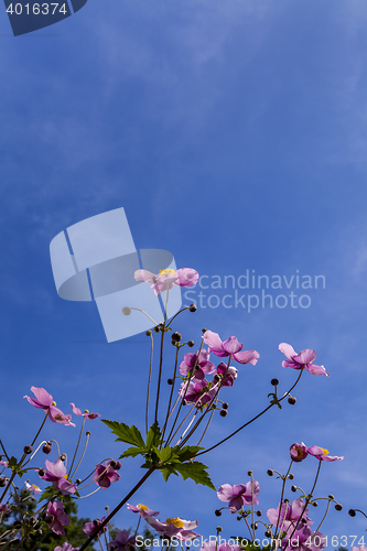 Image of Flower Anemone Hupehensis Shot From Low Angle