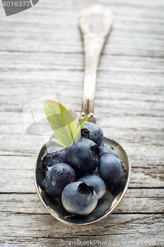 Image of Blueberry