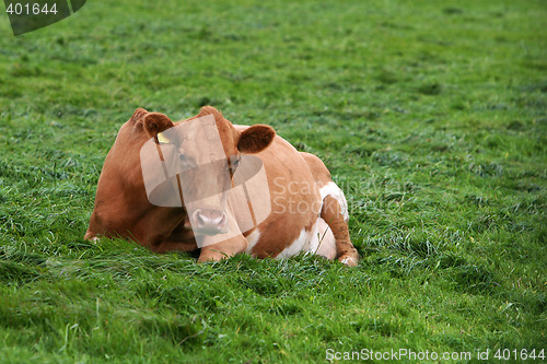 Image of resting cow