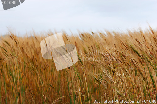 Image of ripened corn