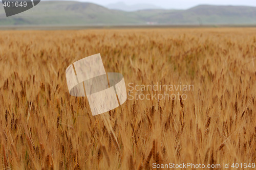 Image of Golden corn