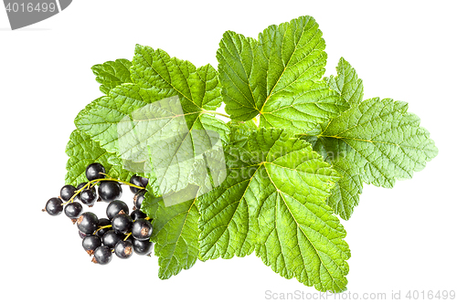 Image of Currants
