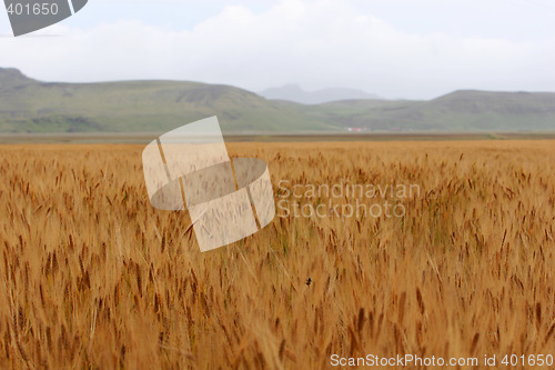 Image of field of corn