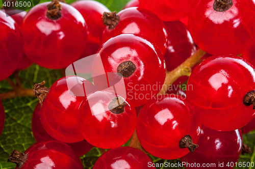 Image of Currants