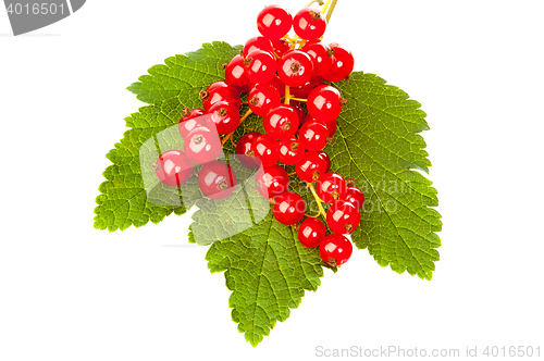 Image of Currants