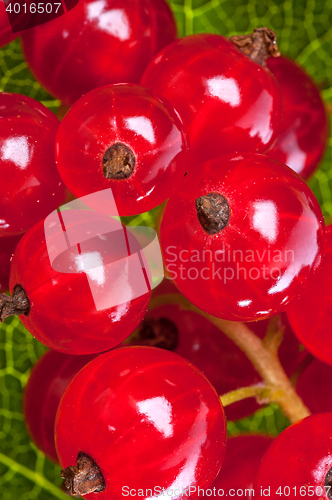 Image of Currants