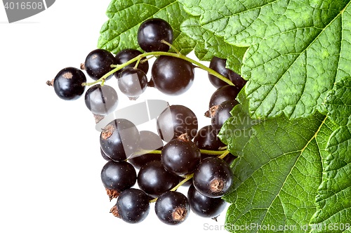 Image of Currants