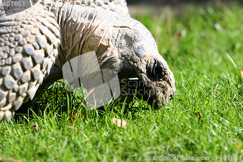 Image of giant turtle