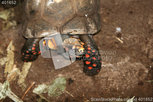 Image of Turtle walking