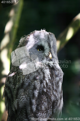 Image of Great grey owl