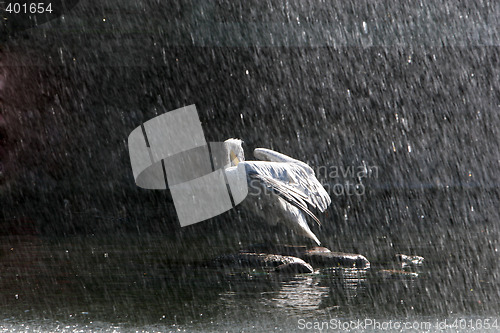 Image of pelican in rain