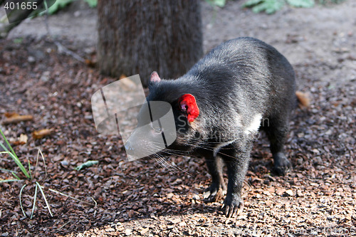 Image of Tasmanian devil