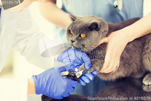 Image of close up of vet with clipper cutting cat nail