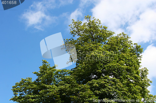 Image of Tree and sky