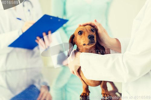 Image of close up of vet with dachshund dog at clinic