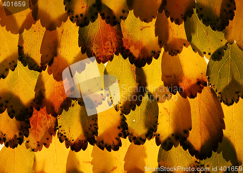 Image of feathered leaves