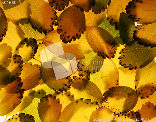 Image of backlit leaves