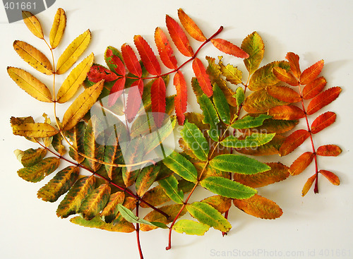 Image of colors of autumns