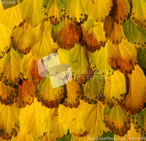 Image of Yellow leaves pattern