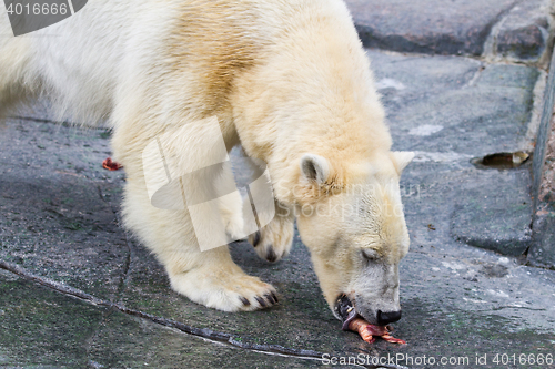 Image of White bear