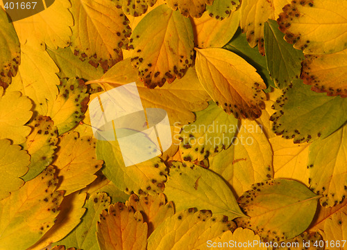 Image of leaves of yellow