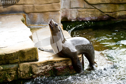 Image of Pinniped- seal 