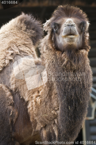 Image of Camel