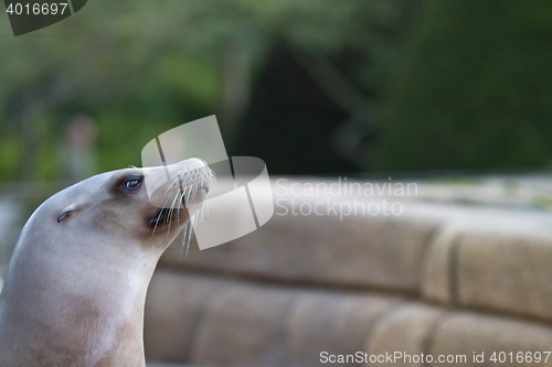 Image of Pinniped- seal 