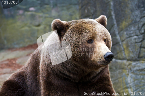 Image of Brown bear