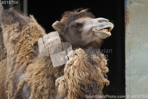 Image of Camel