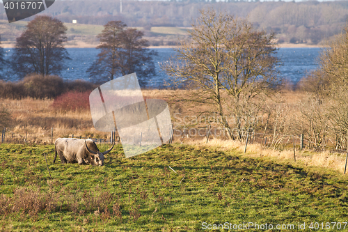 Image of danish cow 