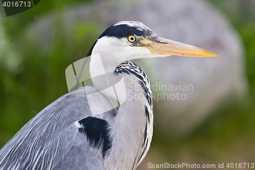 Image of Great Blue Heron ( Ardea herodias )