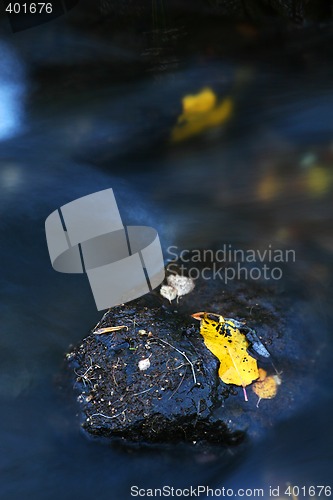 Image of solitary leave