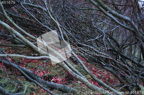 Image of tangle of trees