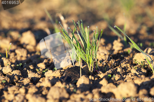 Image of young grass plants, close-up